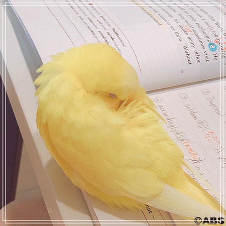 秋山ひなた_インコ