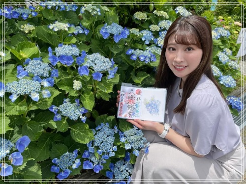 川見まよい_あじさい