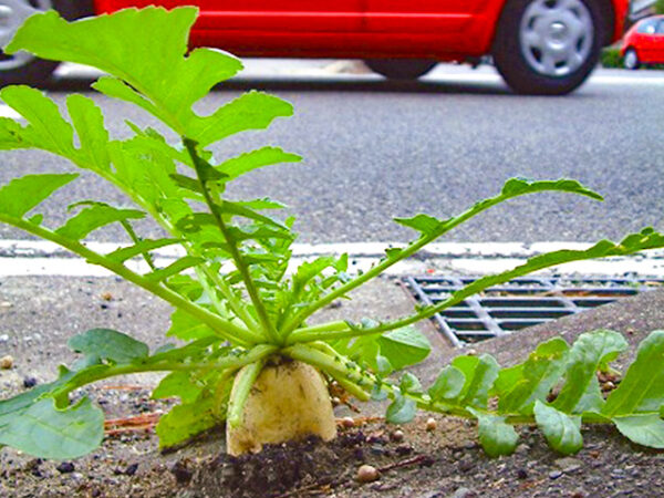 橋本華歩ド根性大根