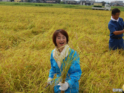 阿部真由美アナの米作り画像